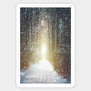 Road through winter forest Sticker